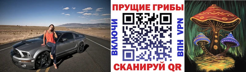 Псилоцибиновые грибы Psilocybe  Новая Ладога 